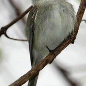 Least Flycatcher
